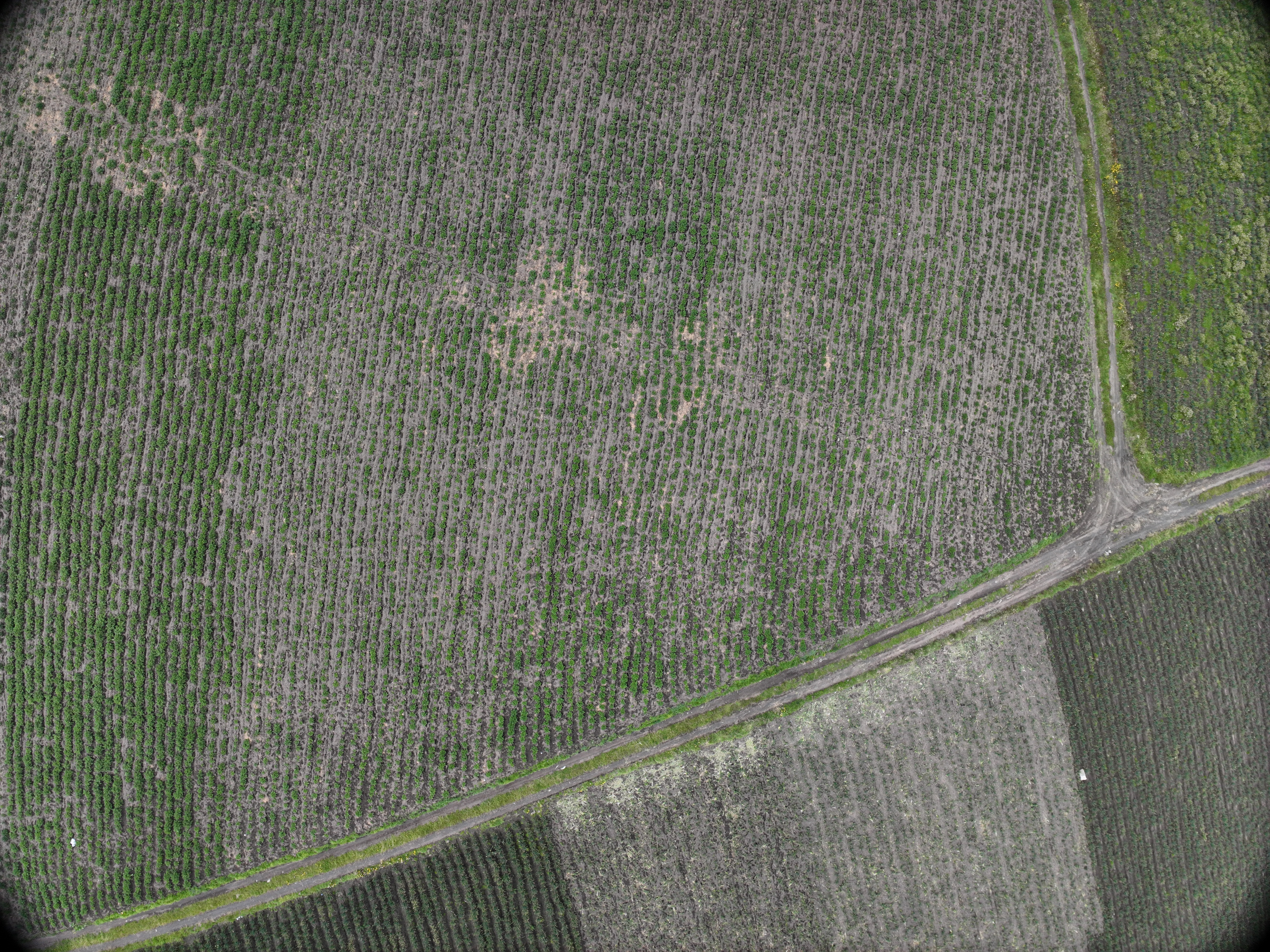 Vista aérea parcelas agrícolas CEDIA PIEX99